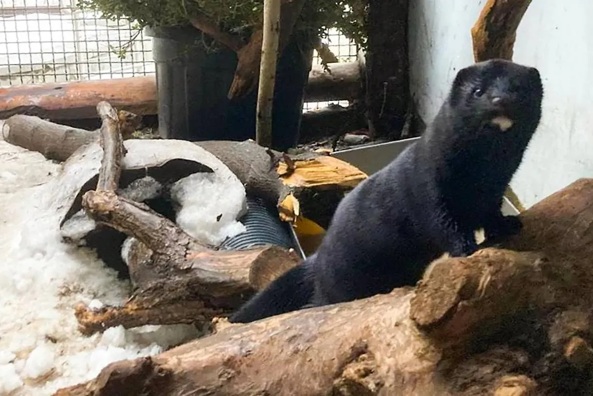 Самец американской норки по имени Чебурашка. Обложка © mos.ru