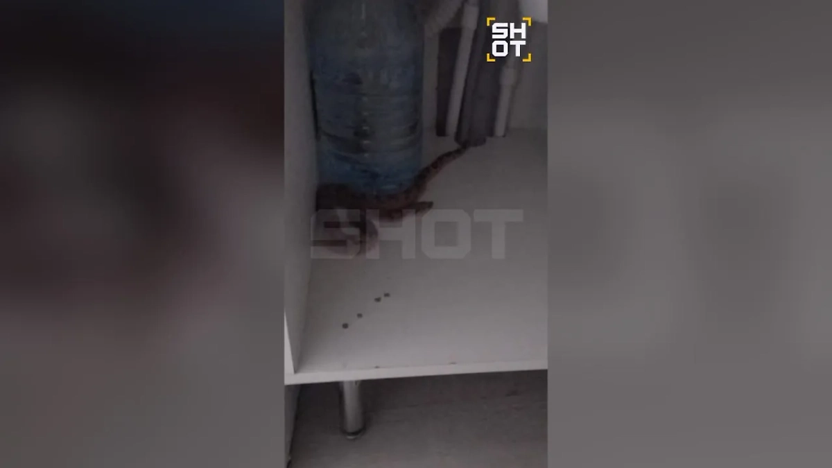 Змея заползла на кухню гостиницы «Восток» в Москве. Фото © SHOT