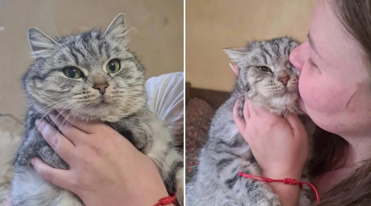 Кошка Ману, приехавшая с зоны СВО. Обложка © VK / Приют для бездомных животных "Причал", Белгород