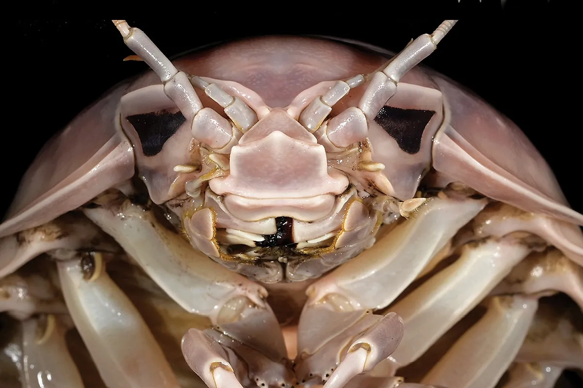 Существо Bathynomus vaderi. Обложка © zookeys