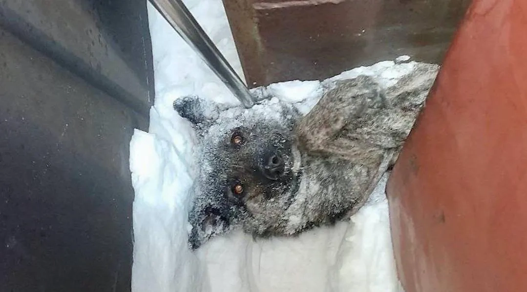 Пёс застрял между гаражами в Новокузнецке. Фото © VK / УЗНТ Новокузнецка