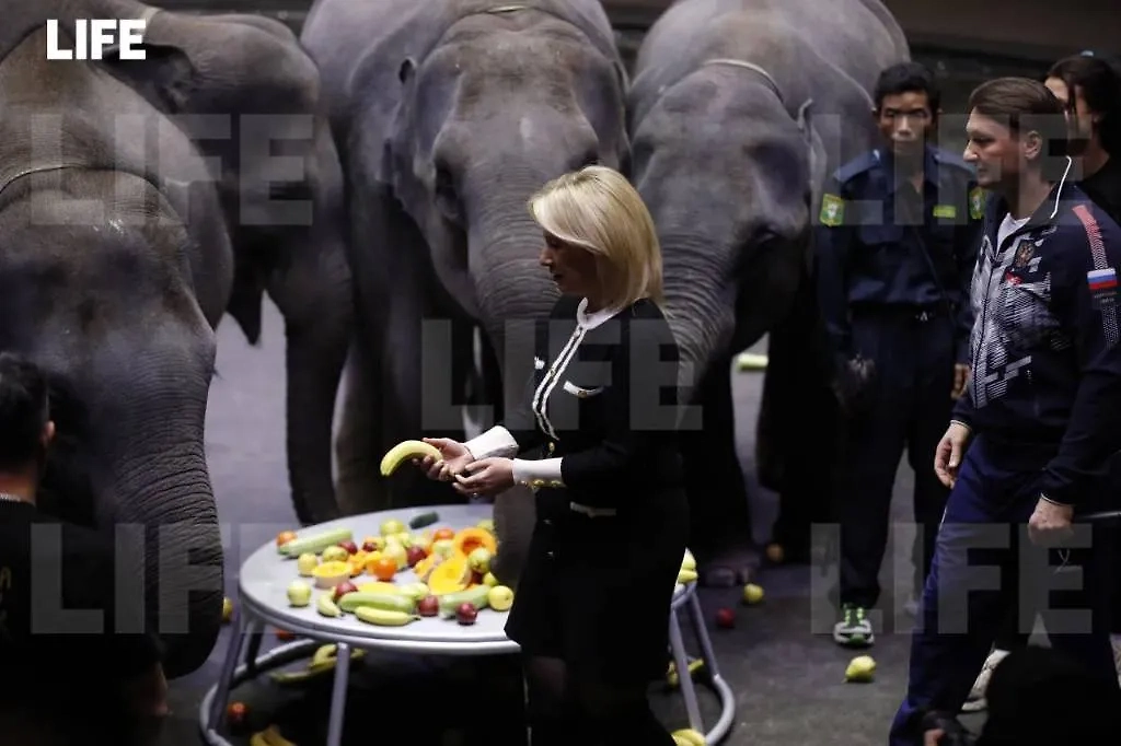 Мария Захарова встречает «хлебом и солью» слонов из Мьянмы. Фото © Life.ru