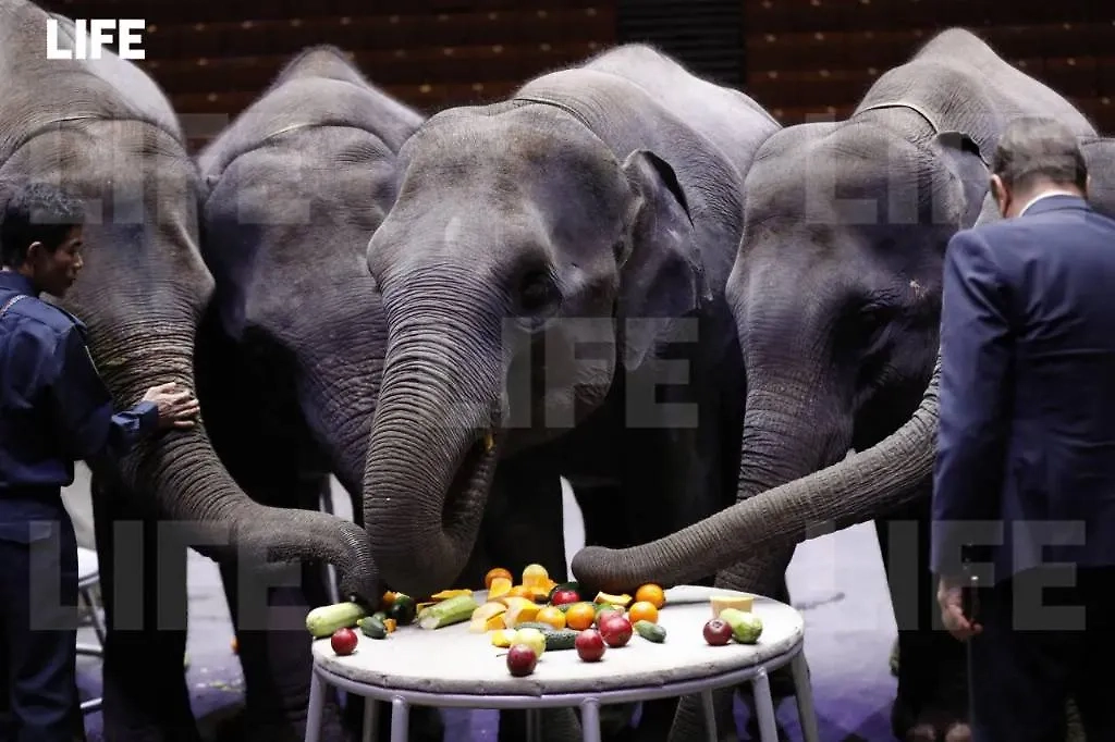 Слоновья фруктовая тарелка. Фото © Life.ru