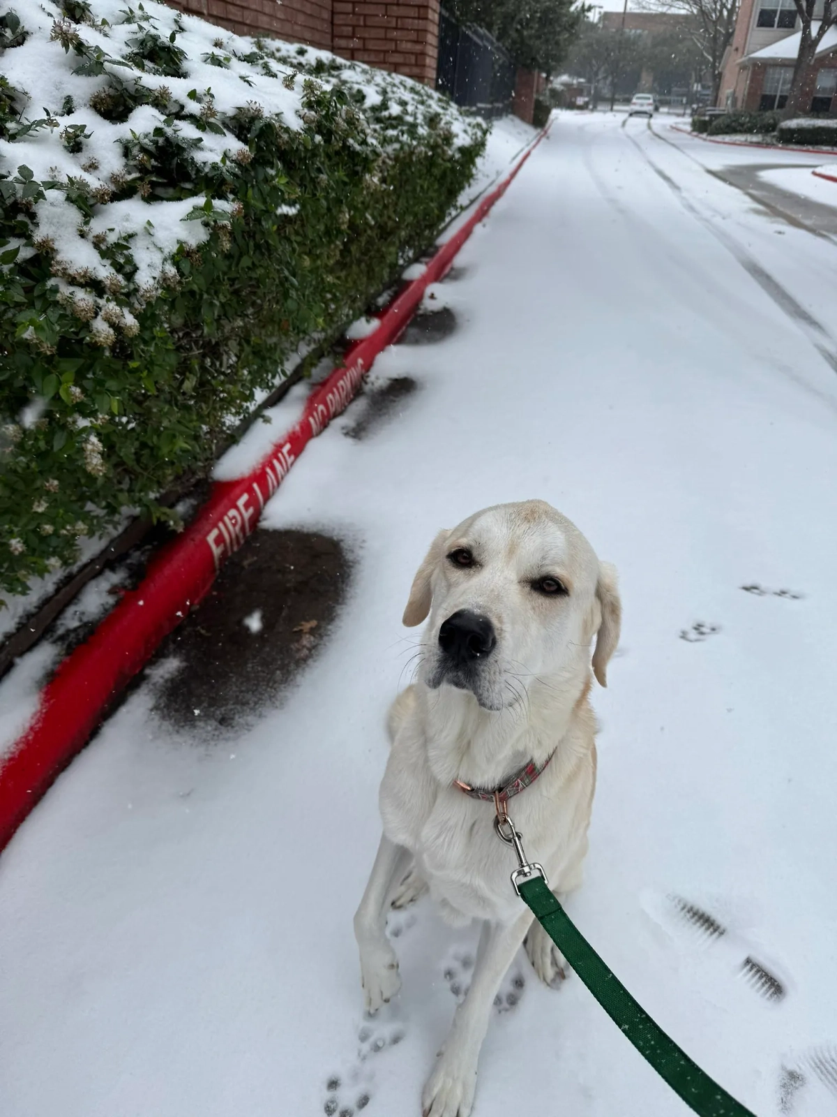 Снег в Техасе. Фото © Х / Shanahman