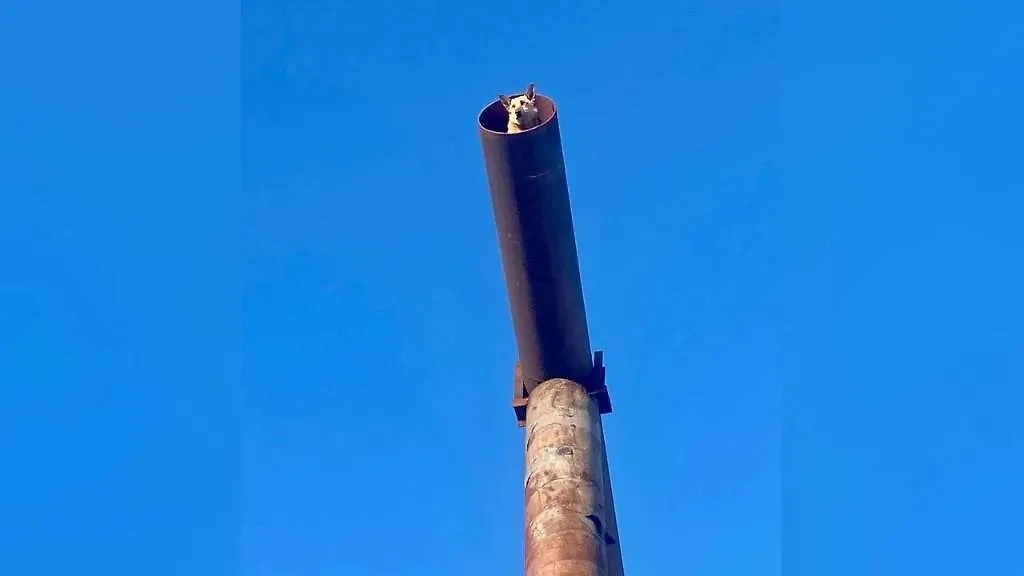 Пёс Сынок в неволе на высоте десяти метров. Обложка © Telegram / Юрий Шалабаев