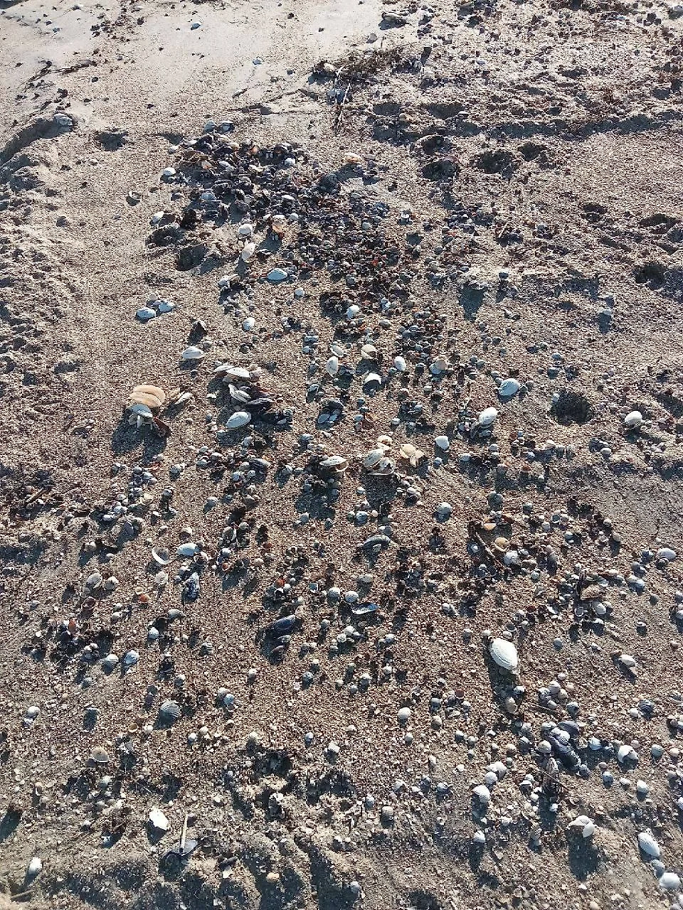 На побережье Азовского моря в Запорожской области обнаружили выбросы мазута. Фото © Telegram / Балицкий Евгений