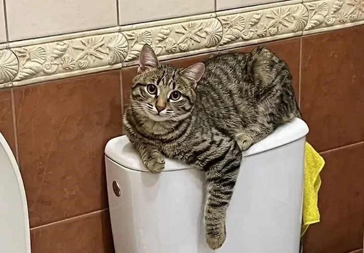 Умный кот, который умеет смывать туалет. Обложка © Avito.ru