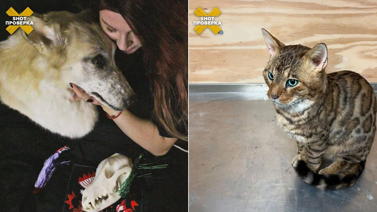 Россияне всё чаще выбирают необычный способ сохранить память о любимых питомцах. Фото © Telegram / SHOT ПРОВЕРКА