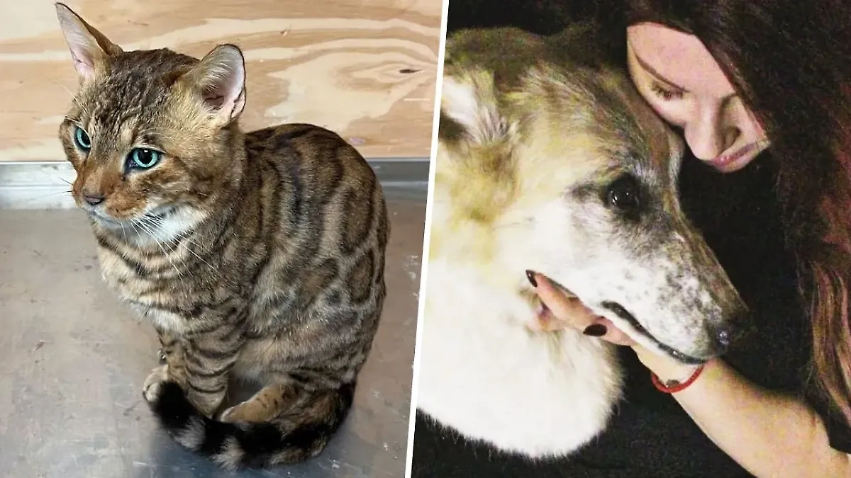 Чучела животных. Обложка © Telegram / SHOT ПРОВЕРКА