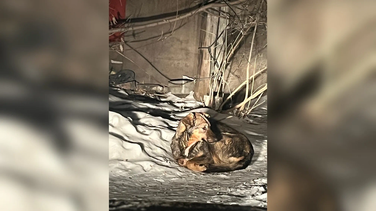 Бездомные собаки насмерть загрызли женщину в Новосибирске. Фото © Telegram / СУ СК России по Новосибирской области