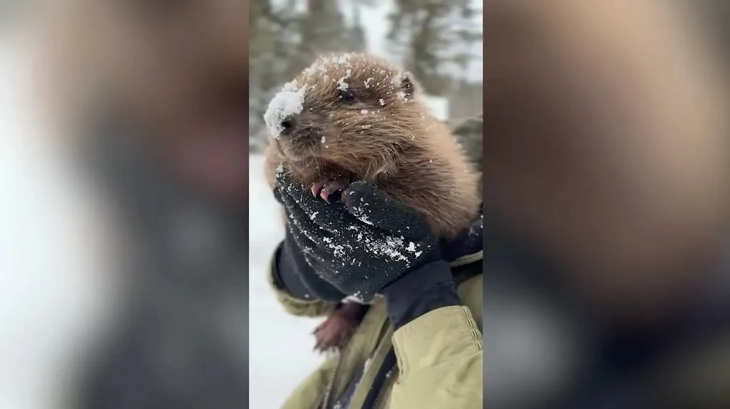 Бобрёнок Устюжок. Обложка © VK / Светлана Акулова