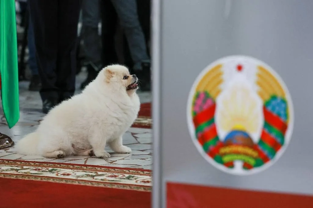 Шпиц по кличке Умка. Обложка © ТАСС / Владимир Смирнов