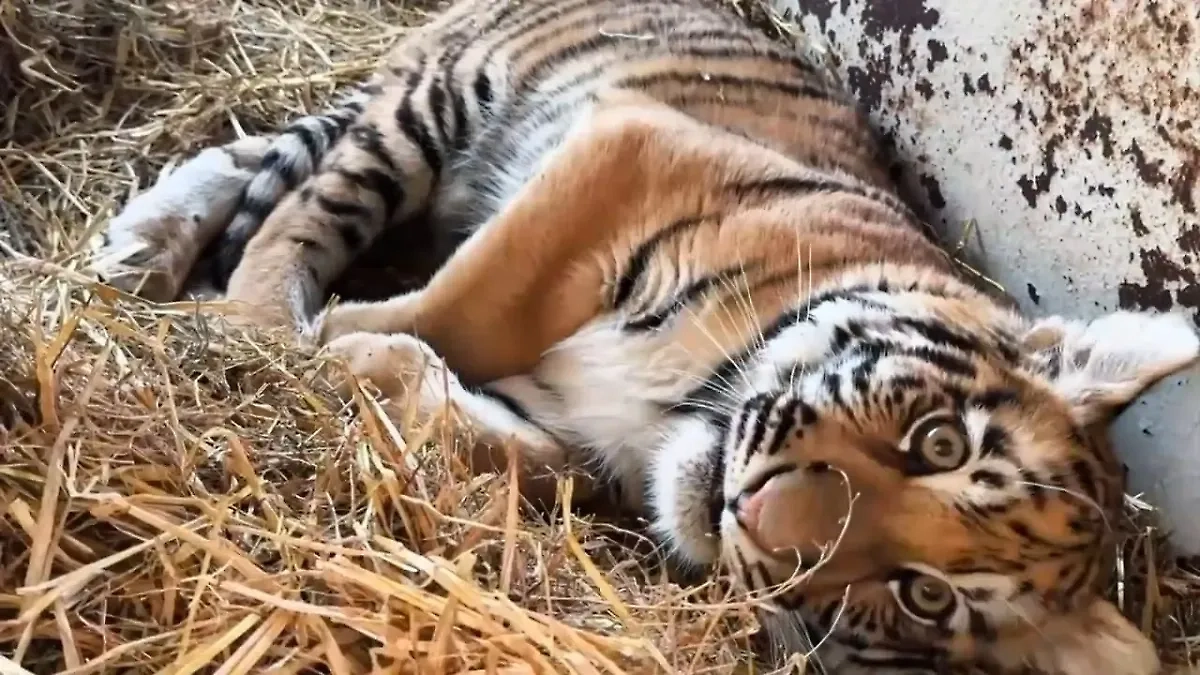 Тигрёнок с переломанными лапами. Фото © Telegram / SHOT