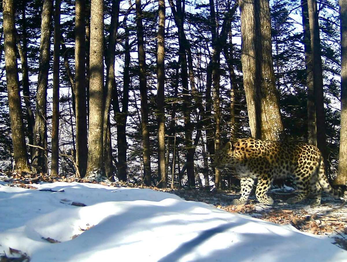 Свидание самца и самки дальневосточных леопардов. Фото © Telegram / «Земля леопарда» — дирекция заповедников