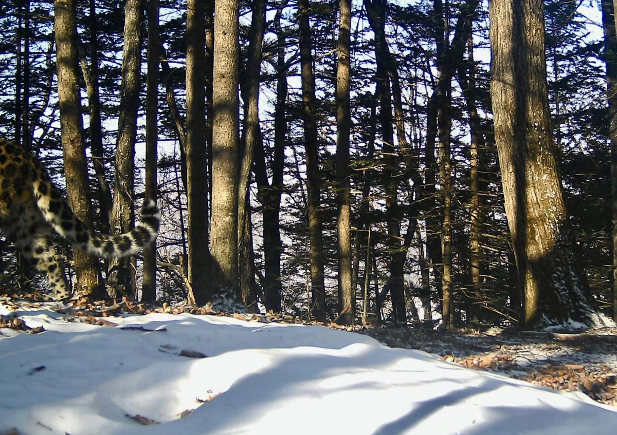 Свидание самца и самки дальневосточных леопардов. Фото © Telegram / «Земля леопарда» — дирекция заповедников