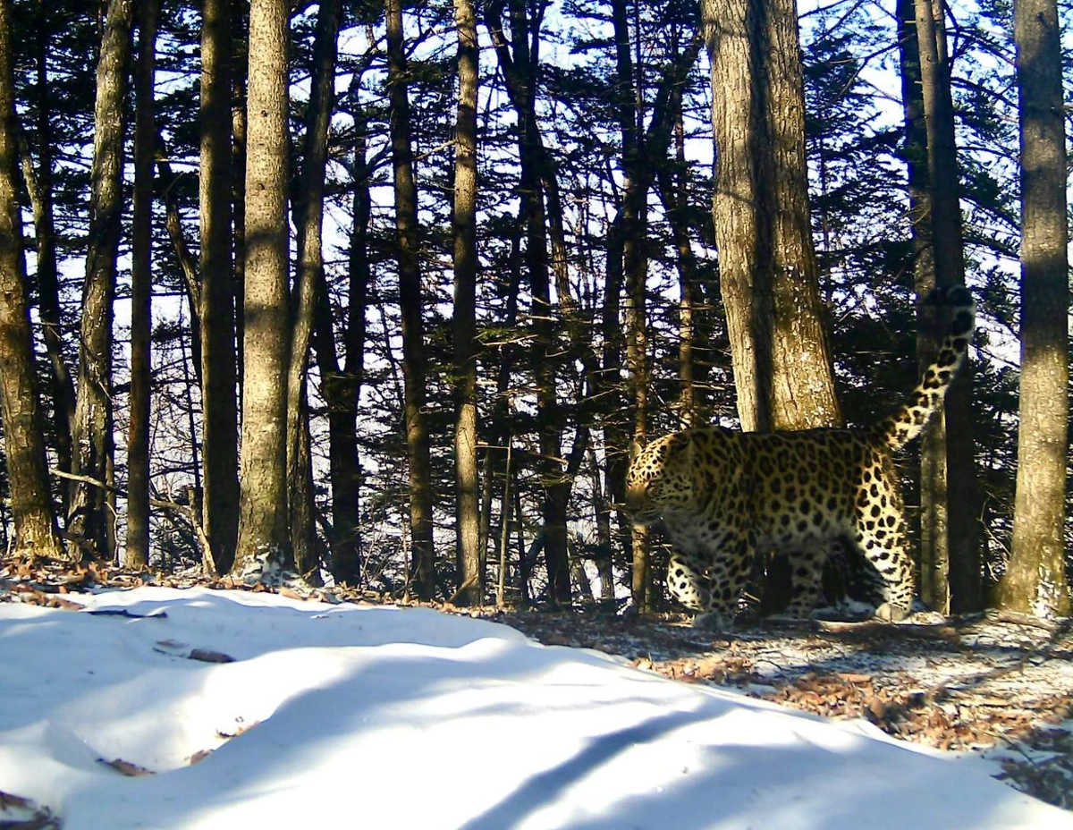 Свидание самца и самки дальневосточных леопардов. Фото © Telegram / «Земля леопарда» — дирекция заповедников