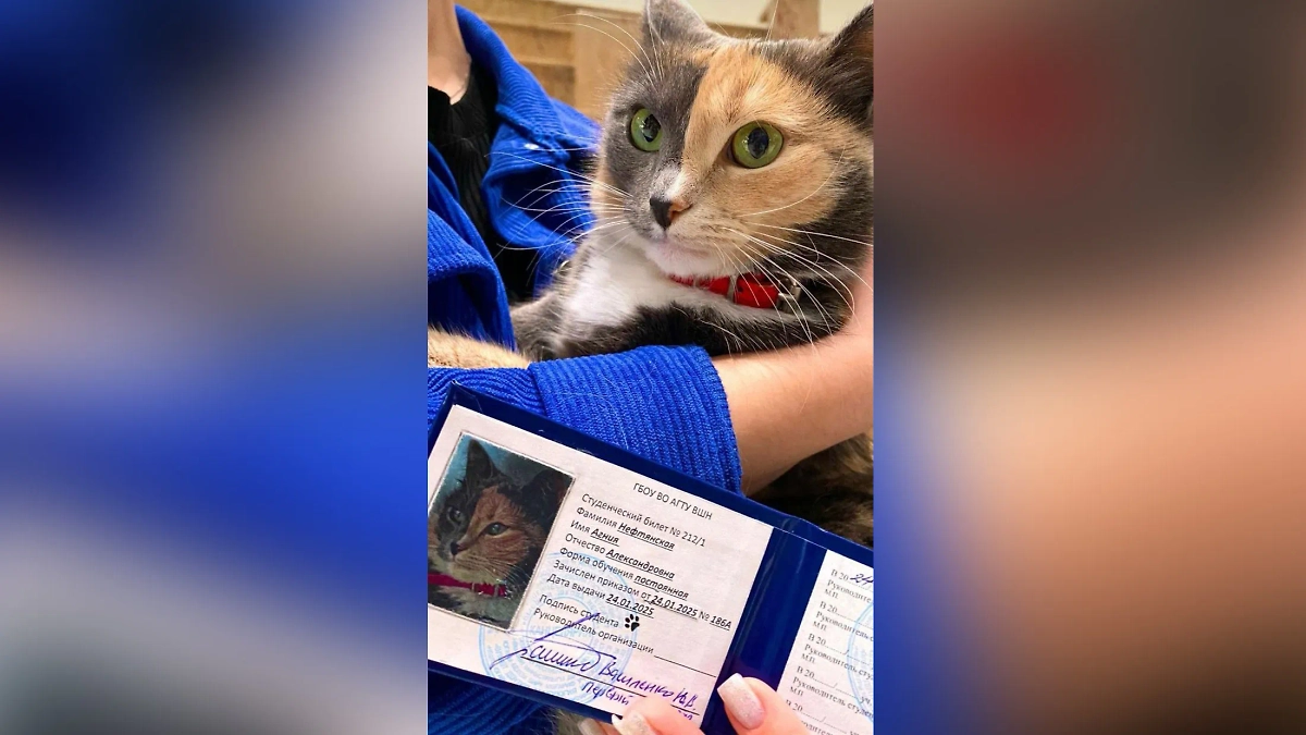 Кошке выдали настоящий студенческий. Фото © Telegram / Студенчество | АГТУ ВШН