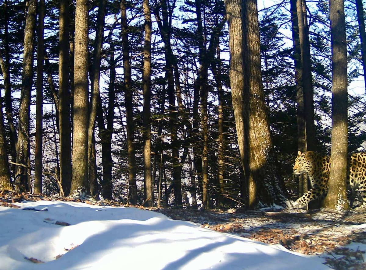 Дальневосточный леопард. Фото © Telegram / «Земля леопарда» — дирекция заповедников