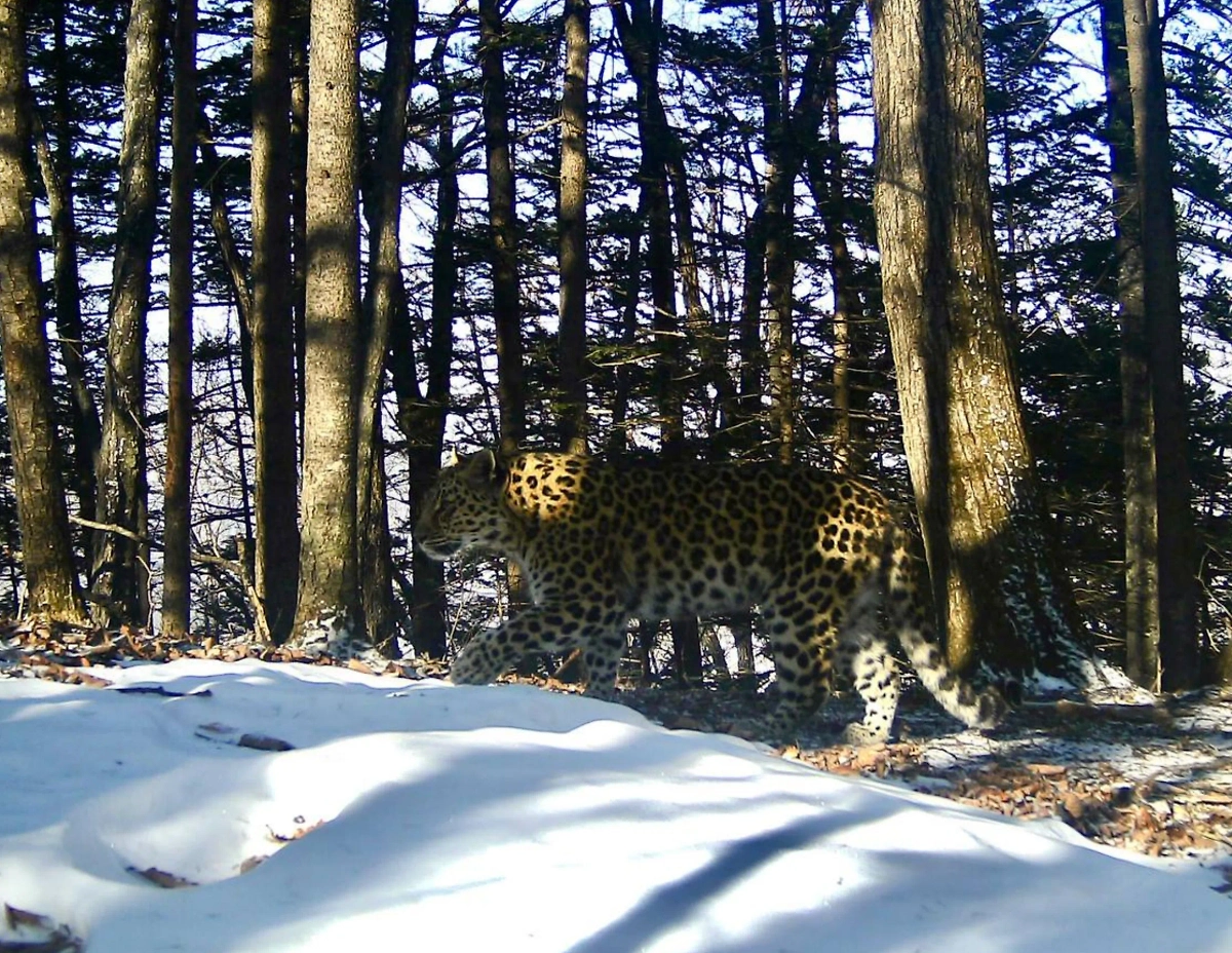 Свидание самца и самки дальневосточных леопардов. Фото © Telegram / «Земля леопарда» — дирекция заповедников
