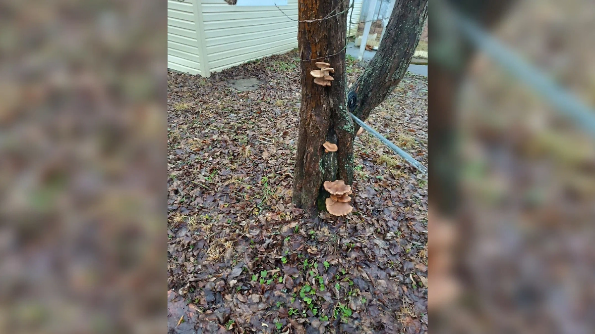 На юге Московской области заметили дерево с опятами. Обложка © Telegram / Погода с Татьяной Поздняковой  