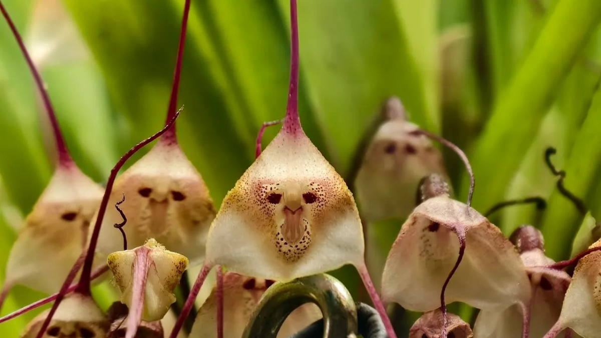 Орхидея-вампир Дракула. Фото © Telegram/Аптекарский огород МГУ