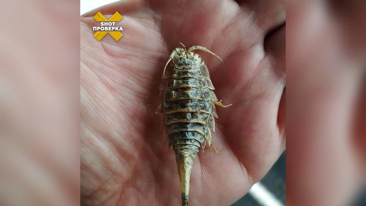 Морской таракан. Фото © Telegram / SHOT ПРОВЕРКА