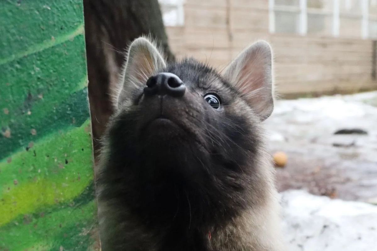Детёныш бурой гиены. Обложка © Пресс-служба Московского зоопарка