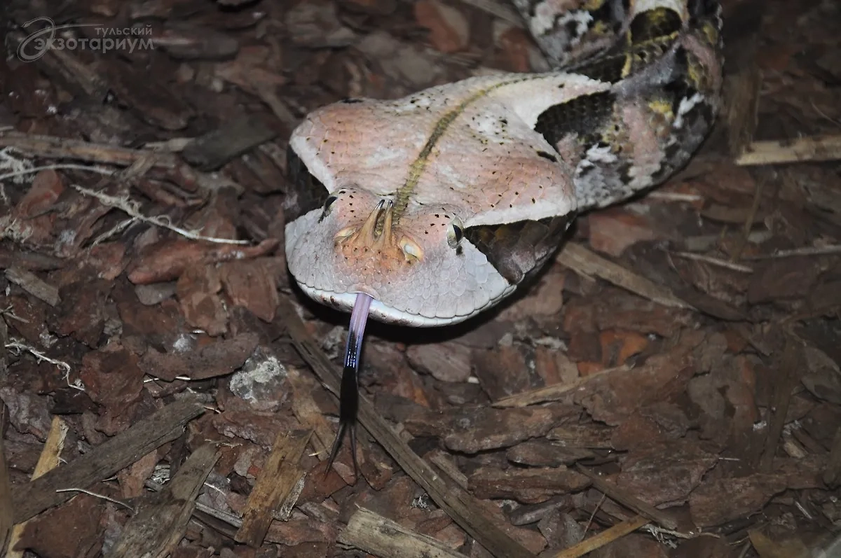 Габонская гадюка. Фото © Тульский экзотариум