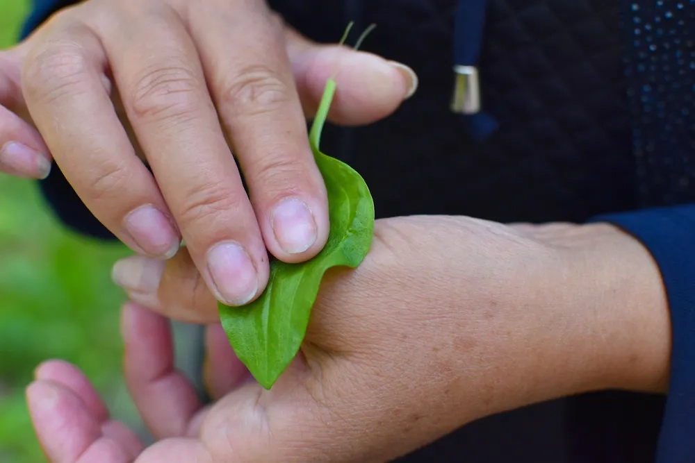 Подорожник можно приложить на любое больное место — и оно сразу выздоровеет. Фото © Shutterstock / FOTODOM / Victoria OM