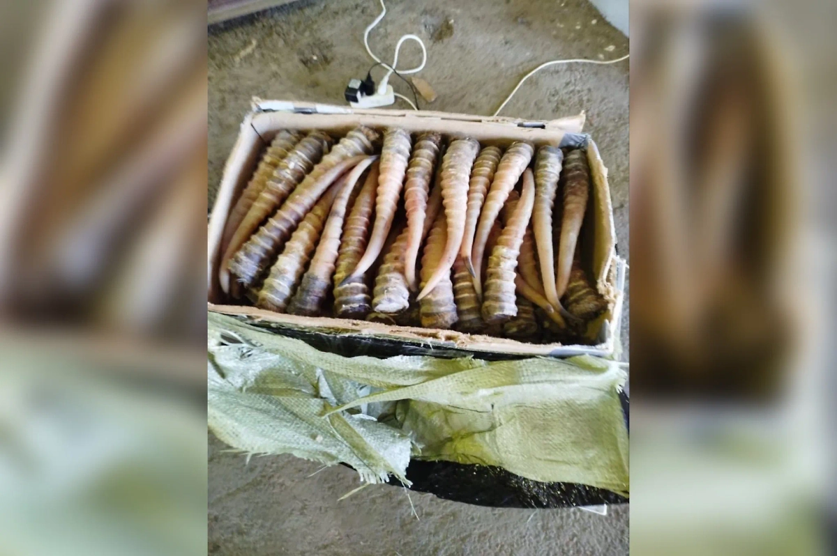 Хабаровские таможенники пресекли контрабанду рогов сайгака на семь миллионов рублей. Обложка © Life.ru