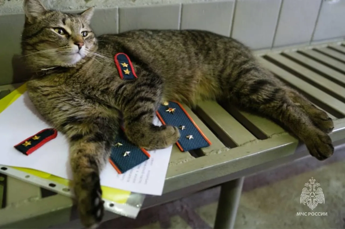 Кота Анатолия номинировали на премию. Обложка © МЧС России