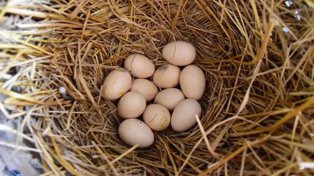 Как распознать богатство во сне. Фото © Shutterstock / FOTODOM / petchyai