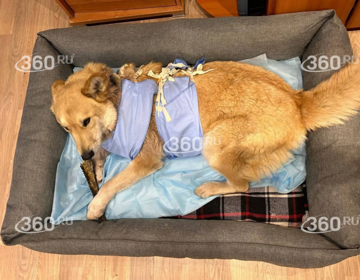 Собака Лаки. Фото © Telegram / 360.ru