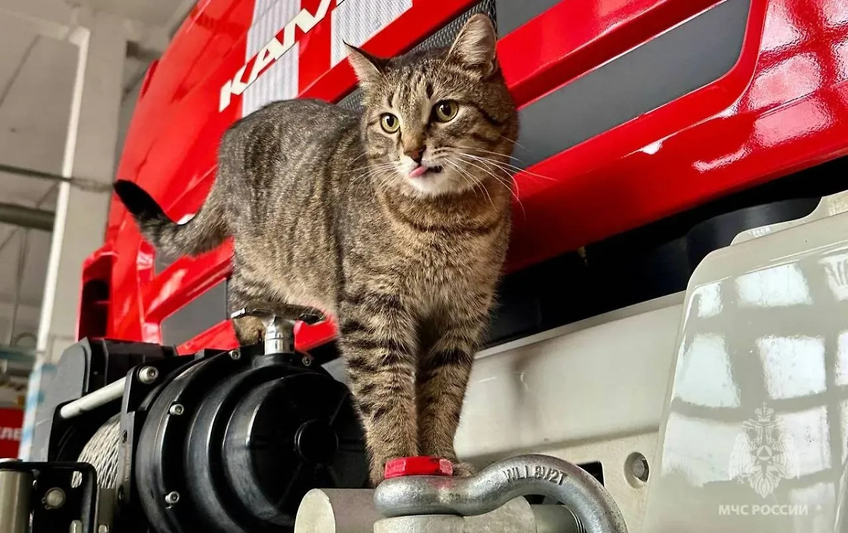 Кот-прапорщик Толик. Обложка © Telegram / МЧС Москвы