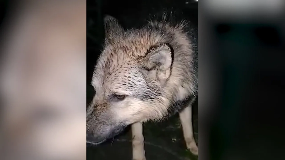 Хозяйка бросила овчарку под дождём в Новосибирске. Обложка © Telegram / Mash Siberia