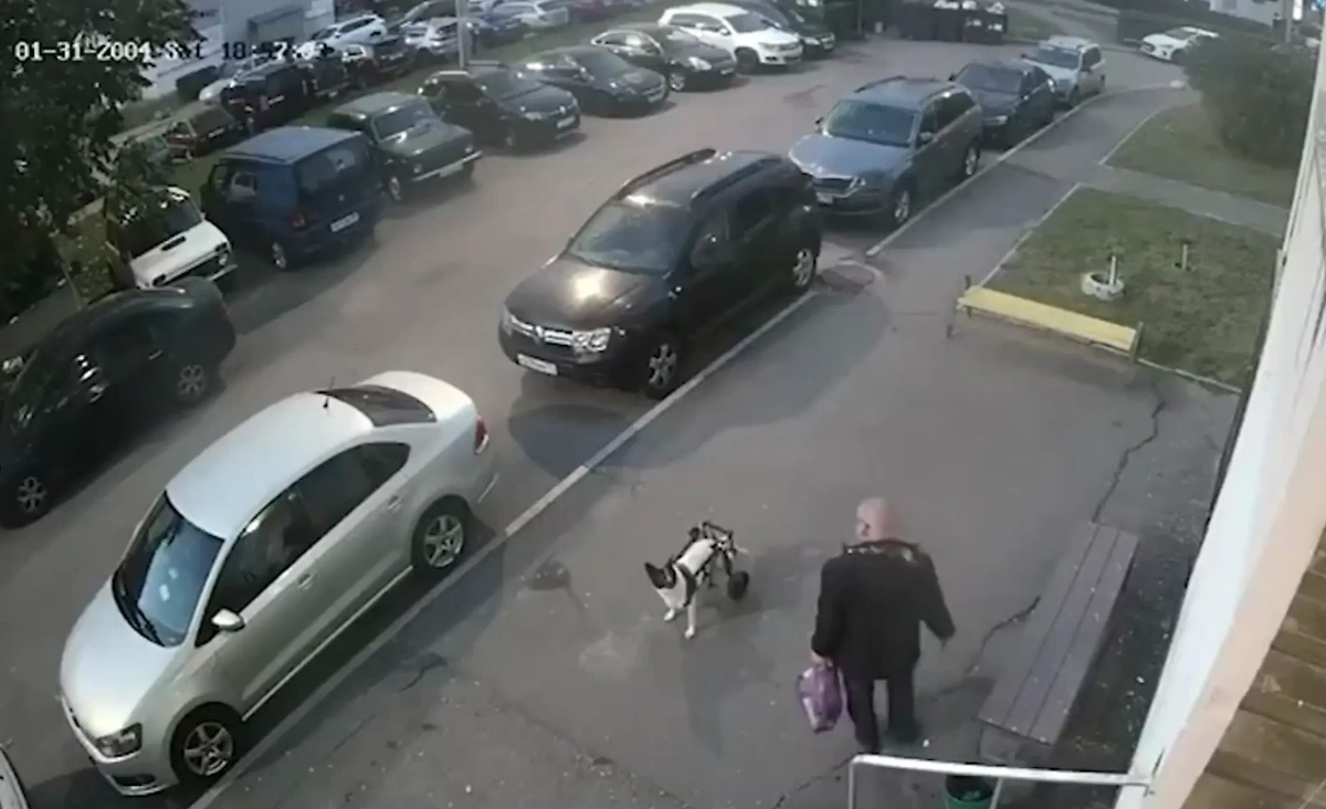 Обложка © Telegram / МВД России / Ирина Волк