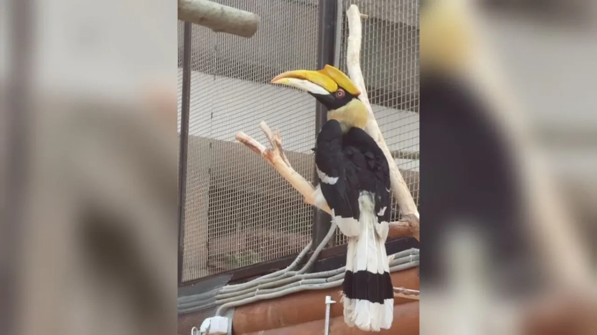 Калао Шанти. Обложка © Telegram / Ленинградский зоопарк