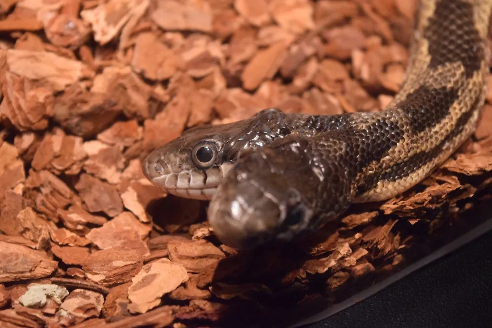 Обложка (иллюстрации) © Shutterstock / FOTODOM / Amare Marketing Group