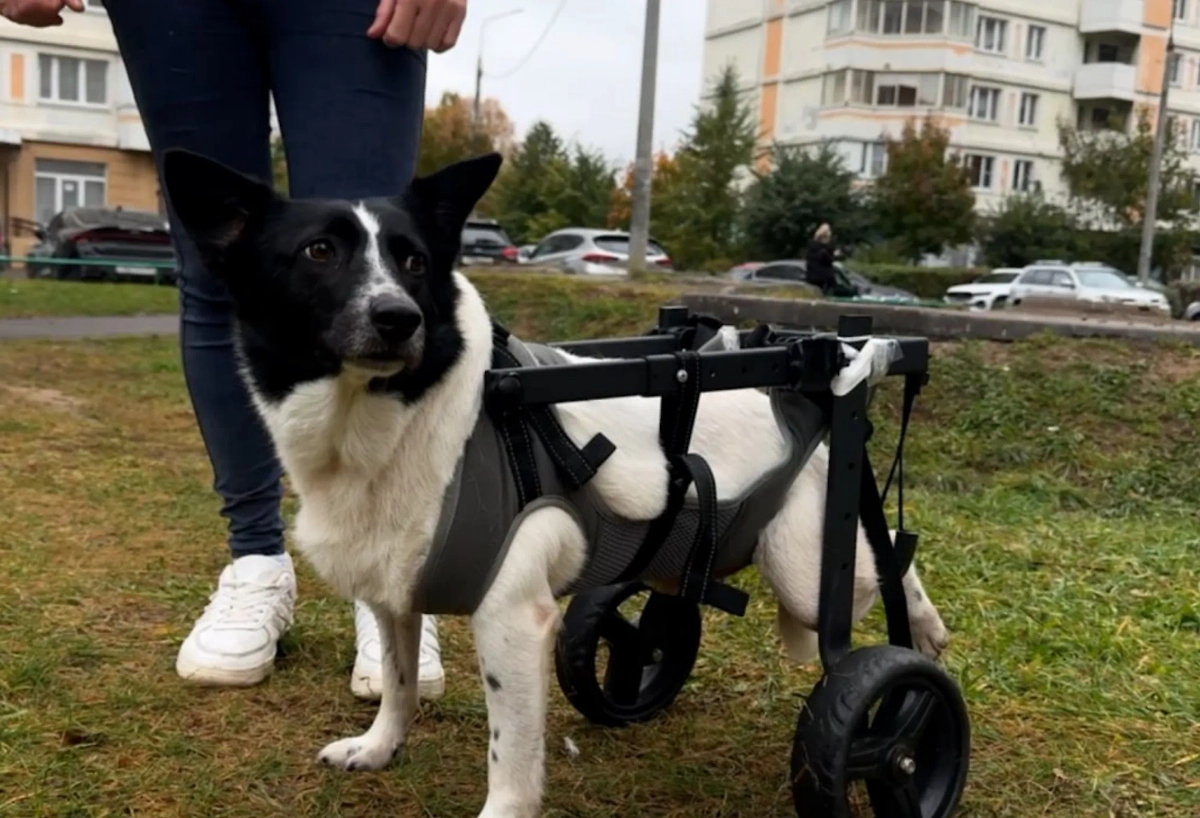 Обложка © Life.ru