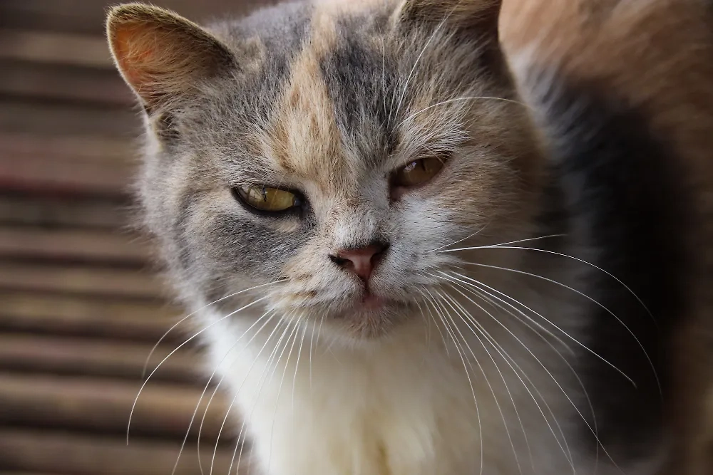 Обложка © freepik/wirestock