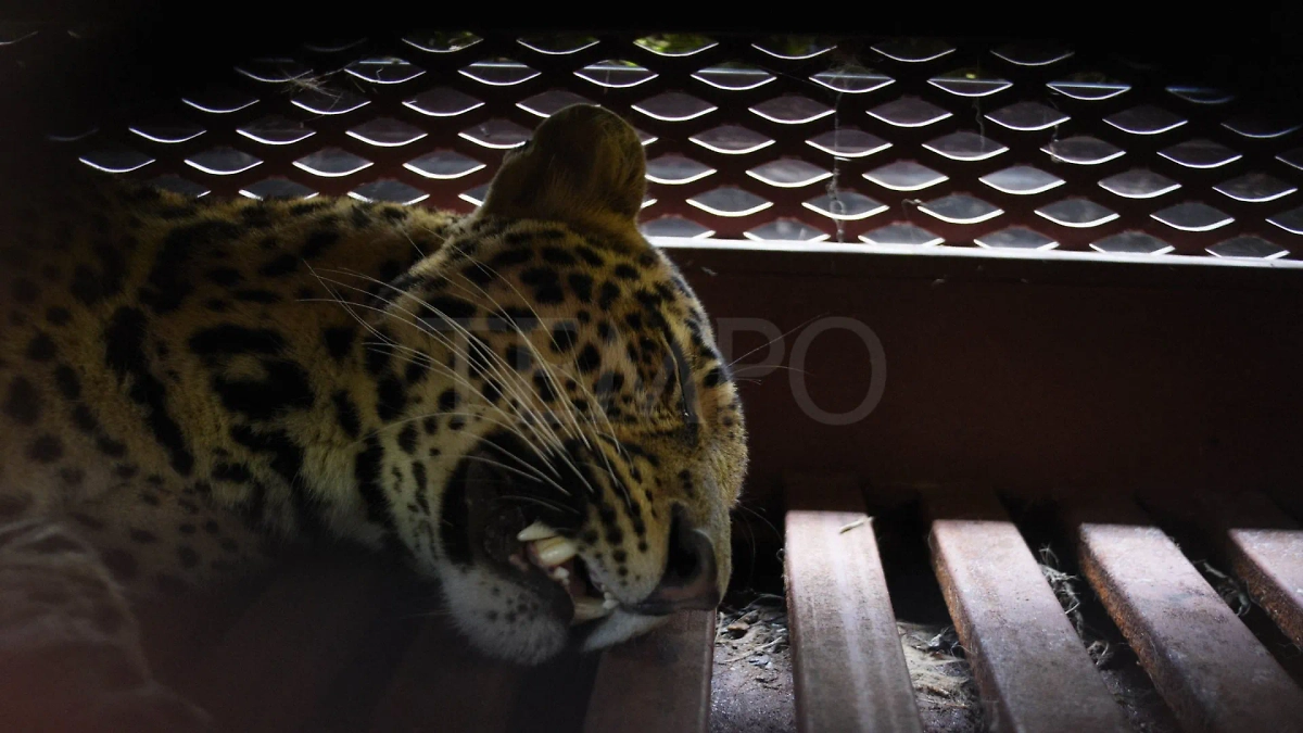 Пойманные в Бандунге леопард. Обложка © X / tempodotco