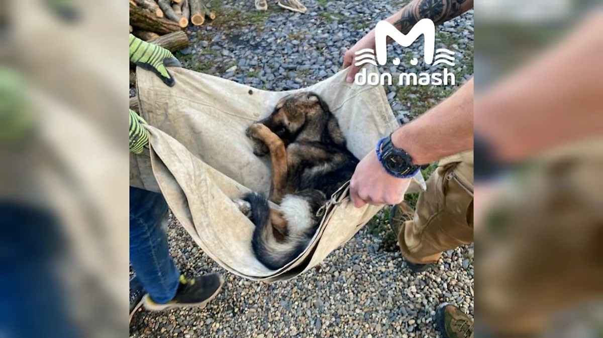 Обложка © Telegram / Don Mash