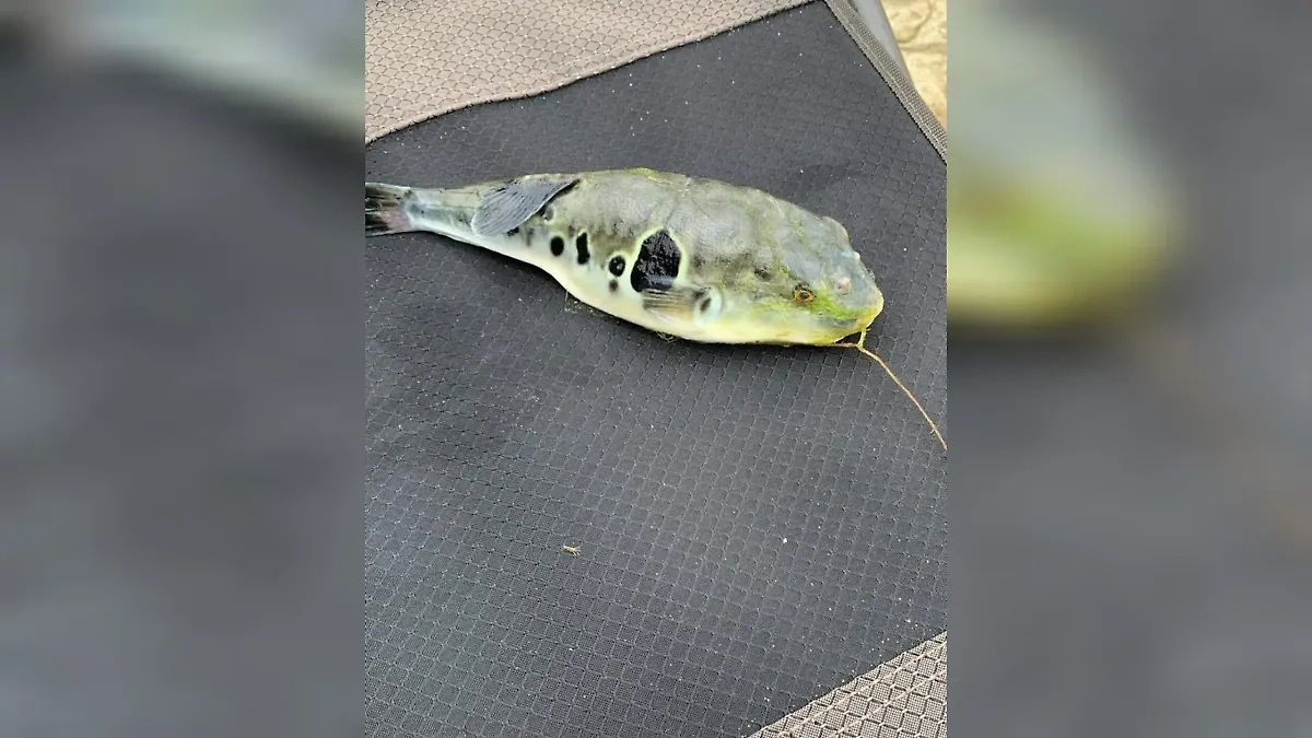 Приморская рыба фугу. Фото © VK / Василий Авченко