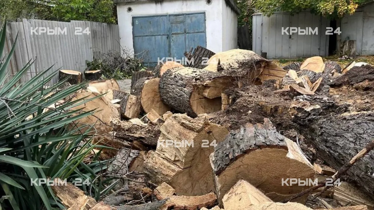 Спиленный каштан. Фото © Telegram / Крым 24