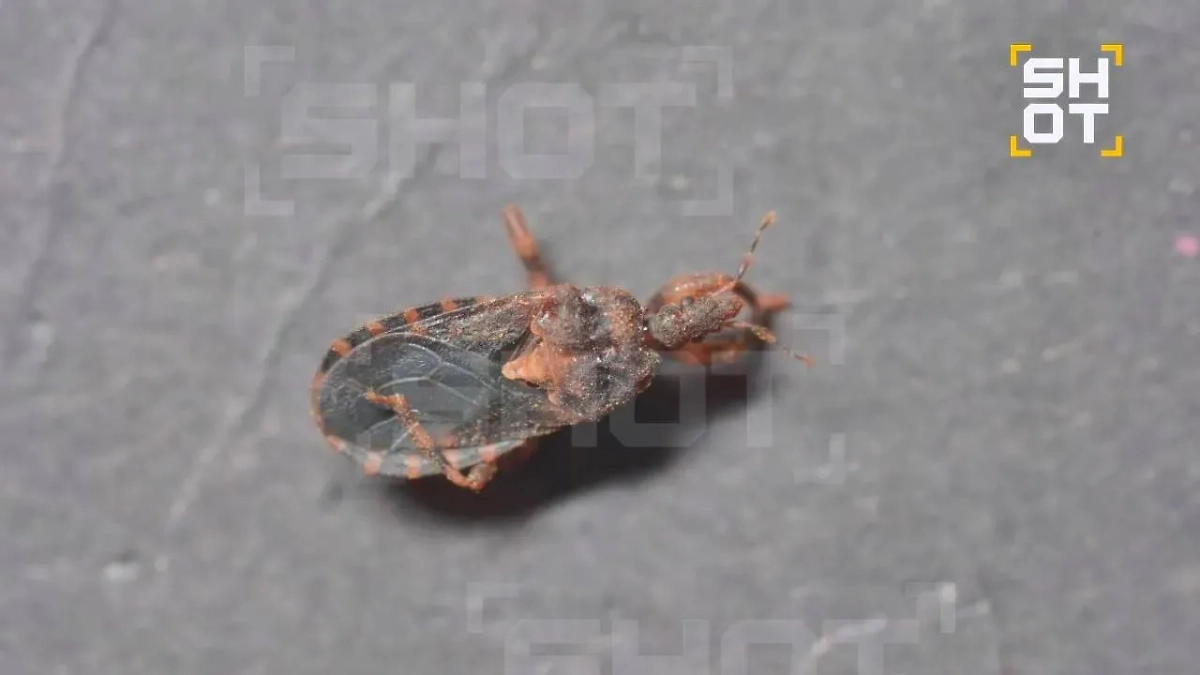 Клоп «ласковый убийца» атаковал россиянина в Таиланде. Фото © SHOT