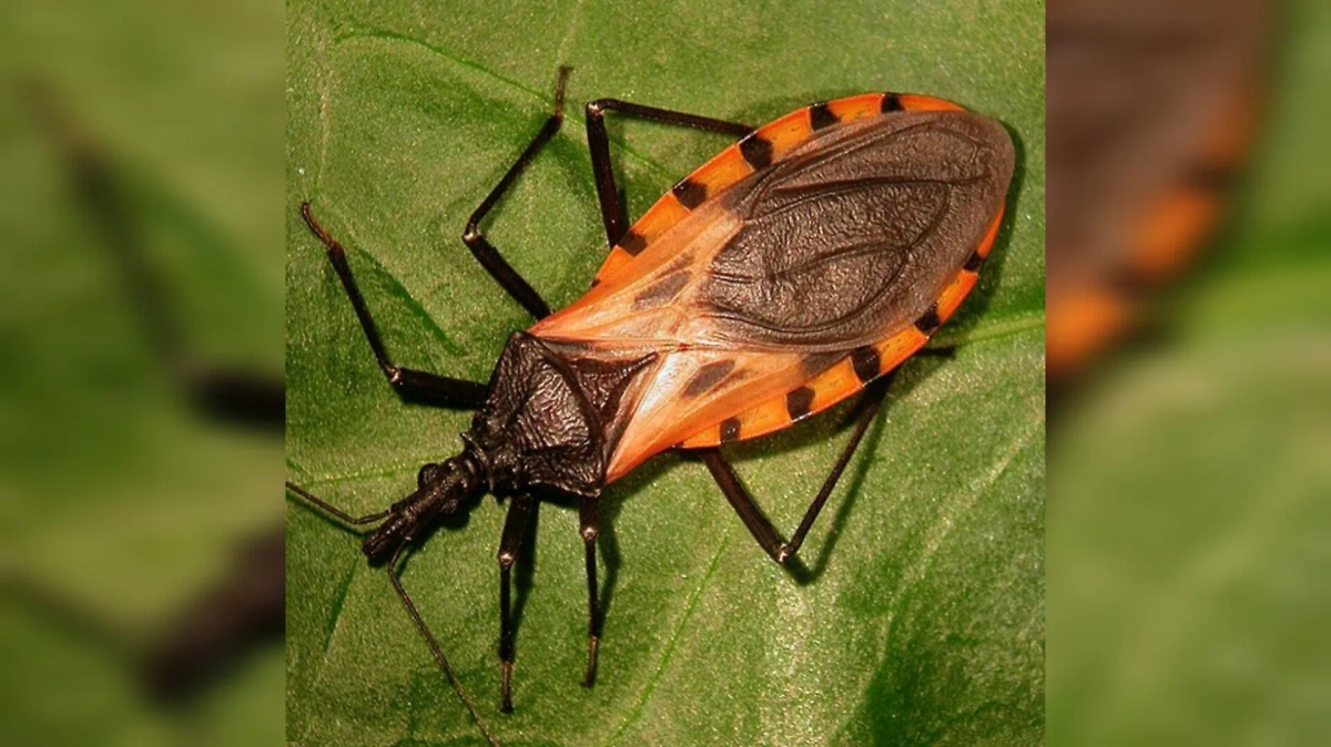 Обложка © Wikipedia / Felipe Guh