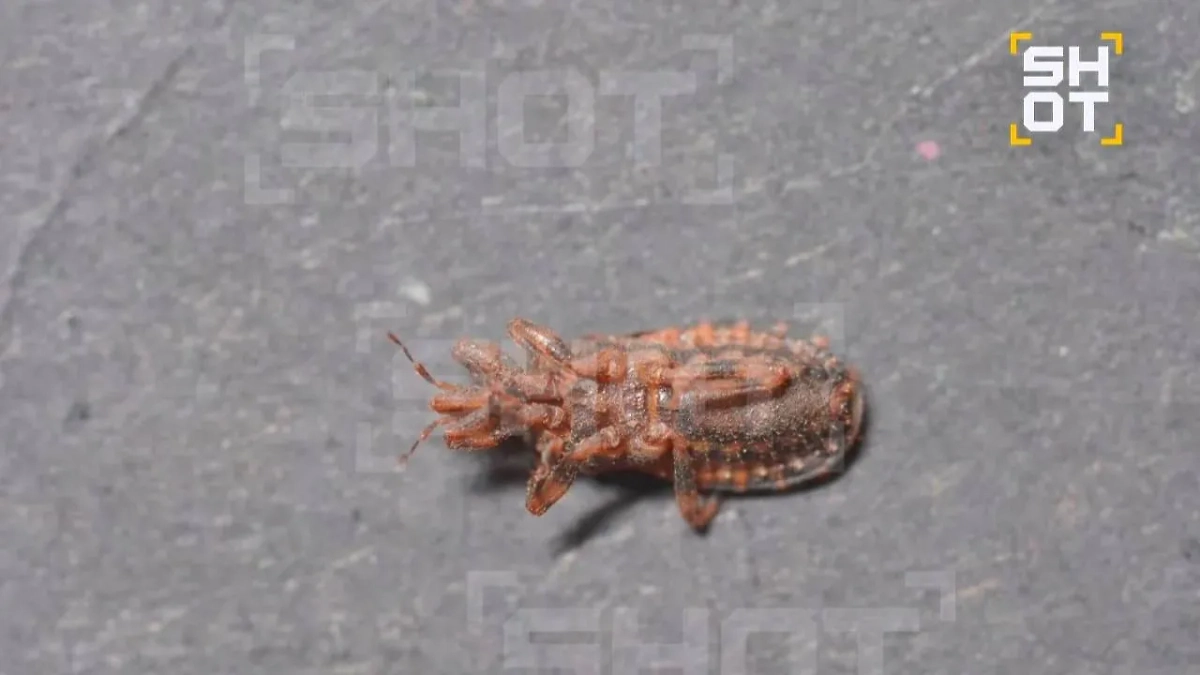 Клоп «ласковый убийца» атаковал россиянина в Таиланде. Фото © SHOT