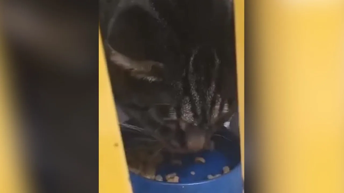 В Комсомольске-на-Амуре прооперировали кошку, чью пасть дети превратили в смертельную ловушку. Обложка © Telegram / Amur Mash