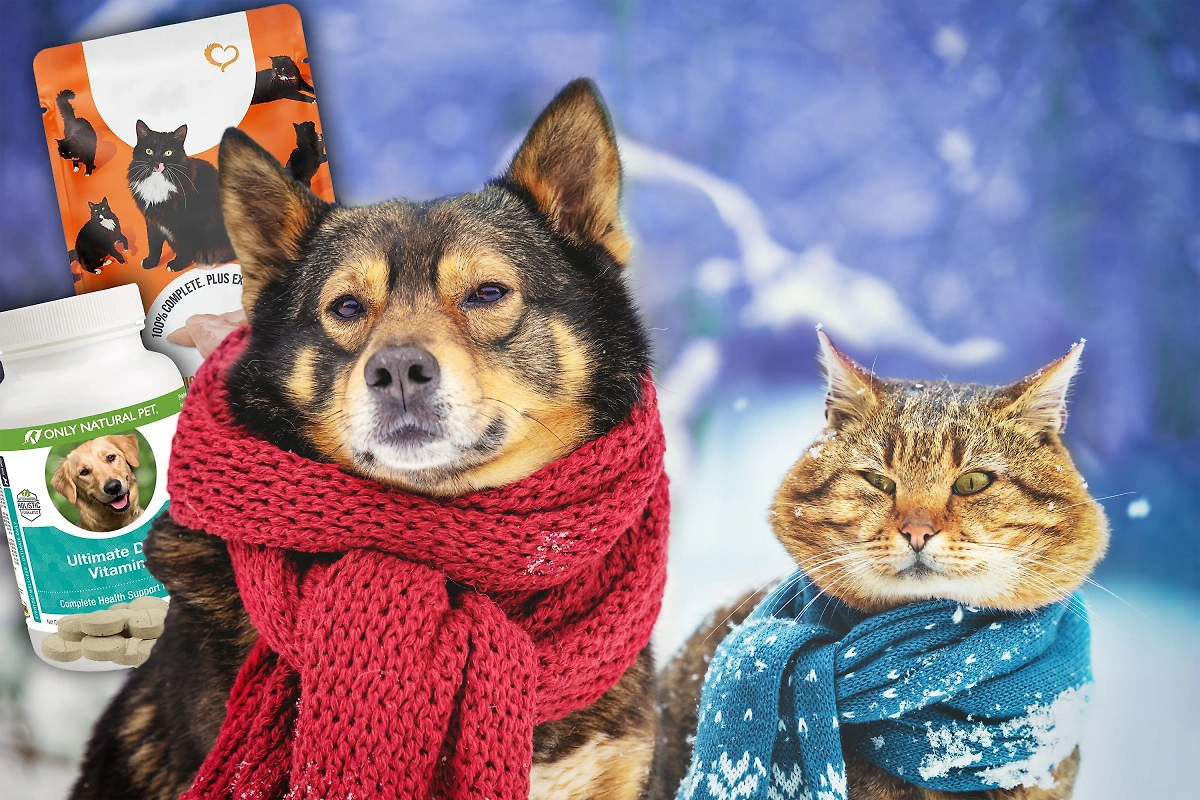 Готовим питомца к холодам: только нужные советы без лишней траты денег. Обложка © Коллаж © Life.ru, фото © Shutterstock / FOTODOM / vvvita
