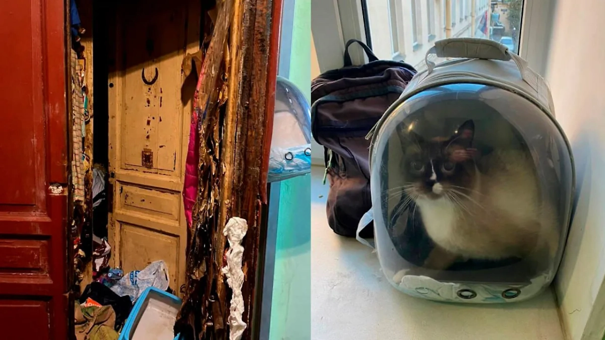 В Петербурге спасли кота, удерживаемого женщиной три года. Обложка © VK / ГУФССП России по г.Санкт-Петербургу